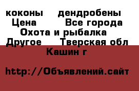 коконы    дендробены › Цена ­ 25 - Все города Охота и рыбалка » Другое   . Тверская обл.,Кашин г.